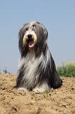 BEARDED COLLIE 184
